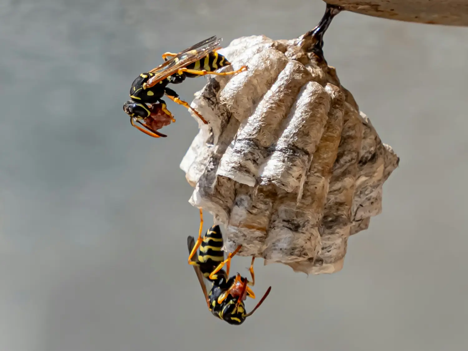 Destruction nid de guêpes et frelons Yutz par expert