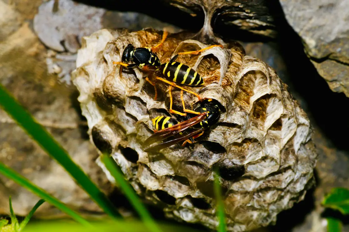 Destruction nid de guêpes et frelons Hayange par expert