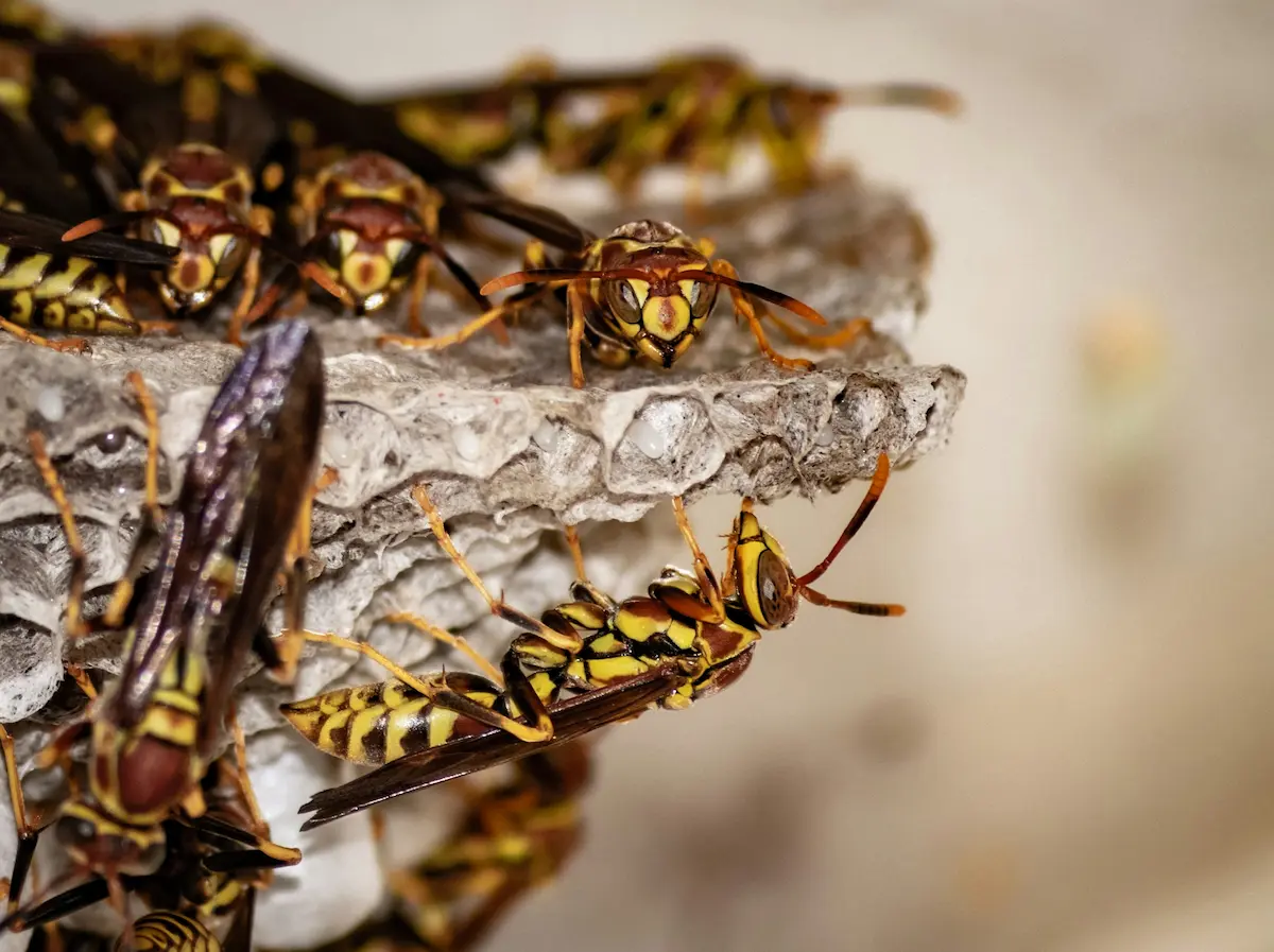 Destruction nid de guêpes et frelons Rombas par expert